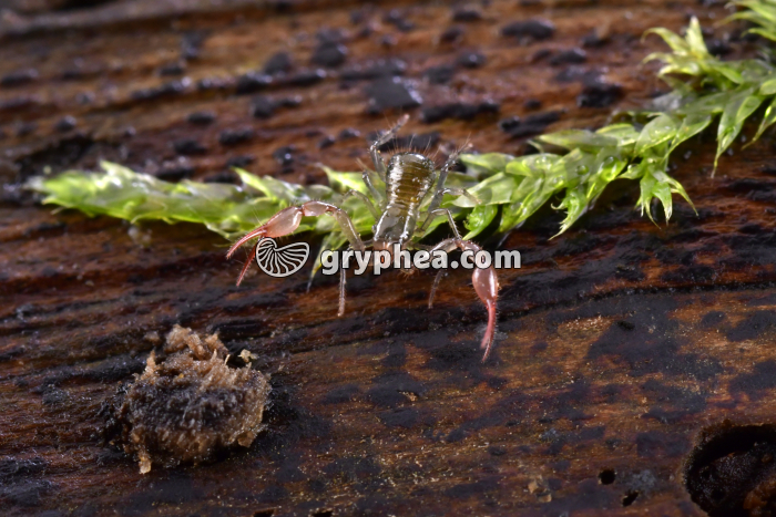 Pseudoscorpion x2 - gryphea.com